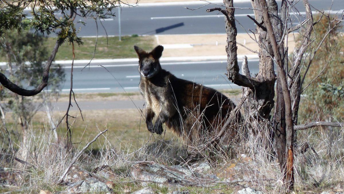 Black Wallaby