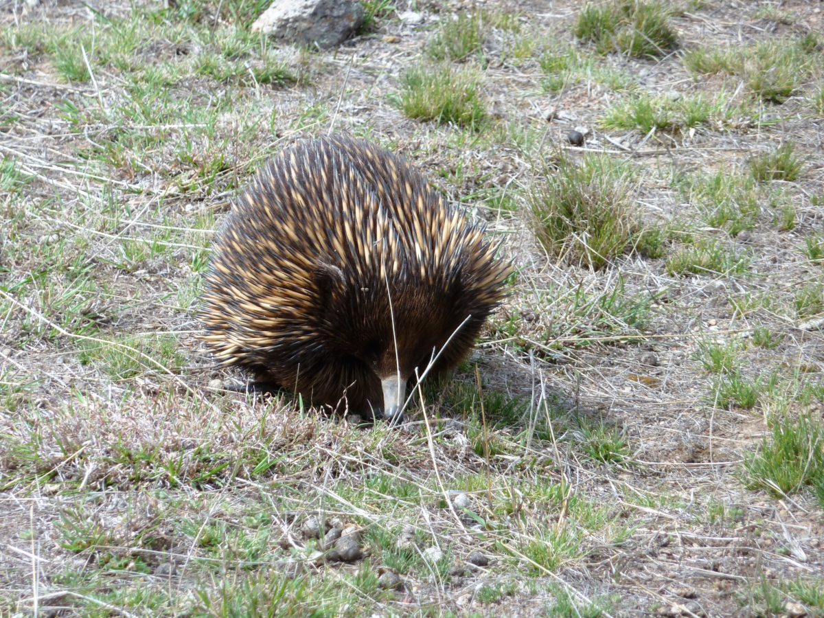Echidna Burnt Stump
