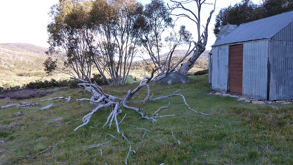 Fallen tree in front of the Kidmans Hut
