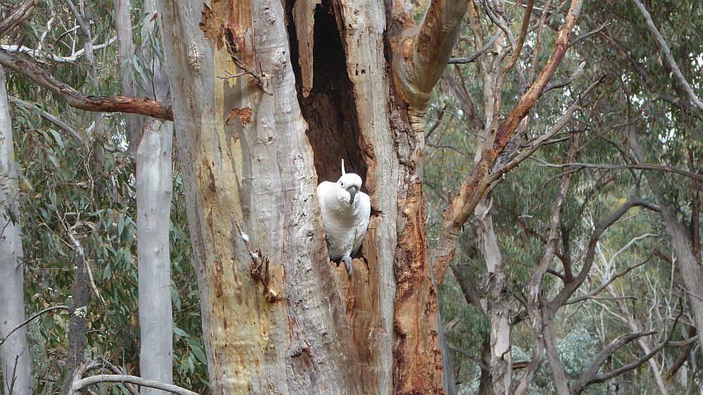 2022 10 27 Aranda Cook Jamison Circuit with Melba Shed