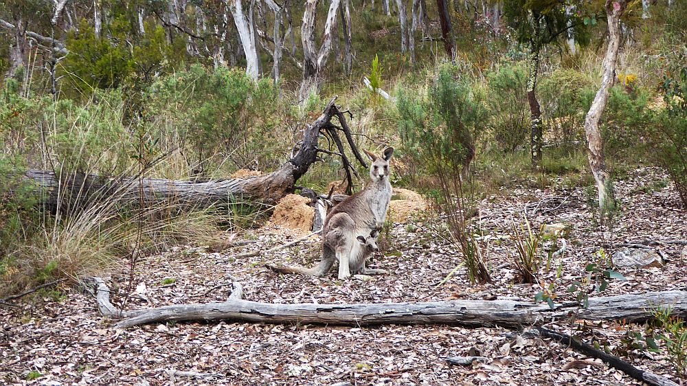 2023 09 28 Black Mountain & Little Black Mountain Walk